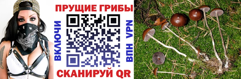 Купить закладки Владимир Псилоцибиновые грибы MAGIC MUSHROOMS